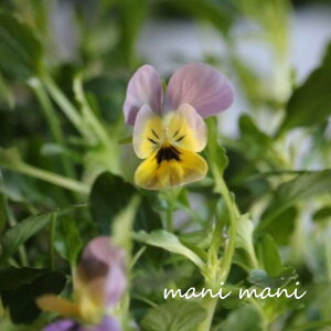 փrI@rIb^ uVB[iXv 3.5|bgc t[n[c ԕc@񂹐A@[X@Ԓd@rI