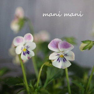 փrI@rIb^ u_T[YnCv3.5|bgc t[n[c ԕc@񂹐A@[X@Ԓd@rI