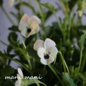 փrI@rIb^ uIbhACv 3.5|bgc t[n[c ԕc@񂹐A@[X@Ԓd@rI