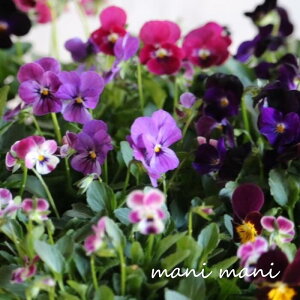 փrI@rIb^ u[L[YvCn 3.5|bgc t[n[c ԕc@񂹐A@[X@Ԓd@rI