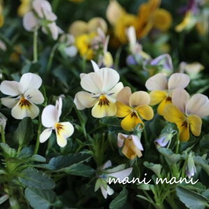 փrI@rIb^ u[L[YvCG[`zCgn 3.5|bgc t[n[c ԕc@񂹐A@[X@Ԓd@rI