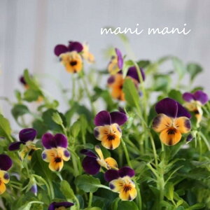 փrI@rIb^ u[upvLv3.5|bgc t[n[c ԕc@񂹐A@[X@Ԓd@rI