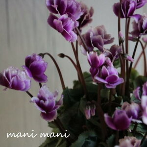 y󏭁zK[f~jVNutFA[sRvoCIbg~bNX A^Cv3.5|bgc NX}X  񂹐A ԕc@