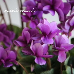 y󏭁zK[f~jVNutFA[sRvoCIbg~bNX B^Cv 3.5|bgc NX}X  񂹐A ԕc@