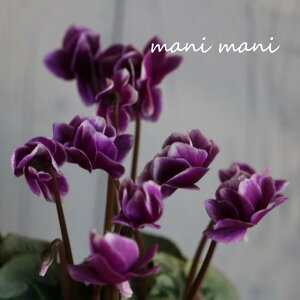 y󏭁zK[f~jVNutFA[sRvoCIbg~bNX A^Cv 3|bgc NX}X  񂹐A ԕc@