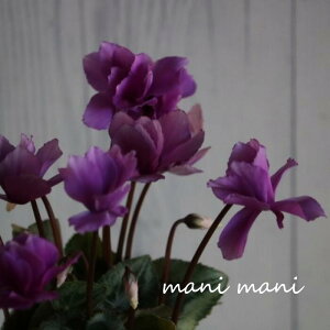 y󏭁zK[f~jVNutFA[sRvoCIbg~bNX B^Cv 3|bgc NX}X  񂹐A ԕc@