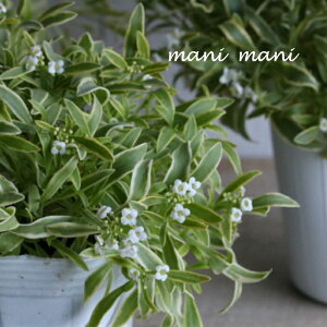 X[p[AbTutXeBiCgv3`3.5|bgc@񂹐A@A@ԕc@Ԓd