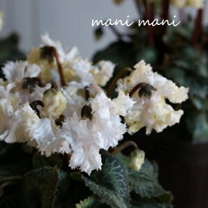 K[f~jVNuX vzCg 3.5|bgc@ԕc@񂹐A@Ԓd@c@@NX}X