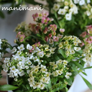 uXC[gAbT2cZbgvN[nMIX@2.5O|bgc@񂹐A@A@ԕc@Ԓd