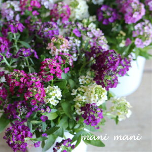 uXC[gAbT2cZbgv[YnMIX@2.5O|bgc@񂹐A@A@ԕc@Ԓd