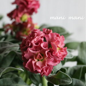 Vo[[t̔d炫XgbN re[WuJbp[v3.5c K[fjO 񂹐A A VNc AeB[NJ[ lC̐F