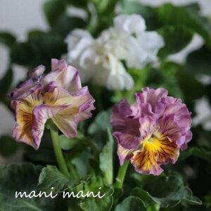 yŐVizpW[ uʐ؁`TCXCJ`ӂv3.5Jd|bgc ԕc@񂹐A@[X@Ԓd@K[fjO