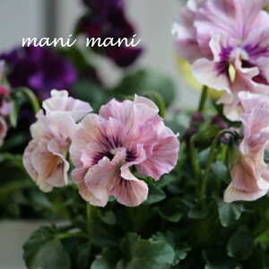 ƂIWipW[@uV̉H߁v@3.5|bg  ԕc 񂹐A [X K[fjO Ԓd lC