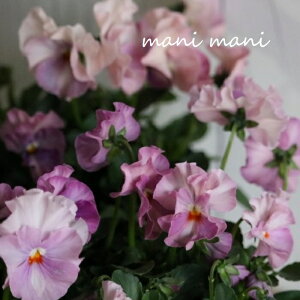 ƂIWi~jpW[uG[17v3.5|bgc  ԕc 񂹐A [X K[fO Ԓd lC