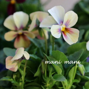 ƂIWirIups[hv@3.5|bgc  ԕc ԐF܂ 񂹐A [X Ԓd K[fO lC