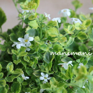 oRpuCoGK[^vuGWFt[v2.5`3|bgc ԕc c 񂹐A [ K[fO Ԓd