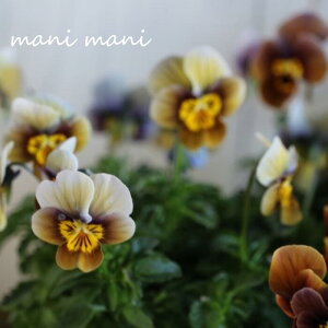 AeB[NrI x[AutXebh`R[gv3.5|bgc 񂹐A Ԓd nMO  lC K[fO