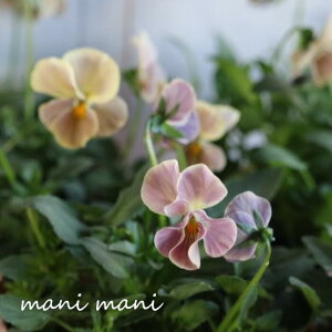 yŐViz jrI t uڂ댎v3.5|bgc ԕc@񂹐A@[X@Ԓd@pW[