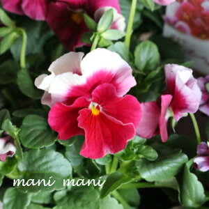 ƂIWirI@uC{[EG[uv@sN[Yr[R@3.5|bgc@󏭁@ԕc@񂹐A@[X