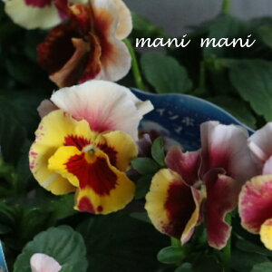 ƂIWirIuC{[EG[uv}[Ch@3.5|bgc@󏭁@ԕc@񂹐A@[X