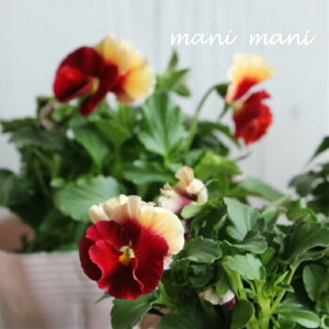 ƂIWirI@uC{[EG[uv@AvRbg[Yr[R@ARB@3.5|bgc@󏭁@ԕc@񂹐A@[X