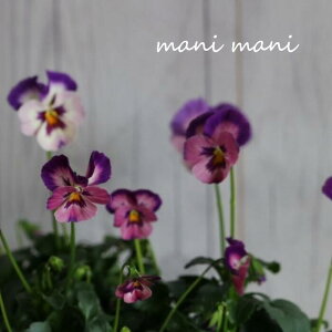 ƂIWirIuƂv3.5|bgc@󏭁@ԕc@񂹐A@[X@Ԓd