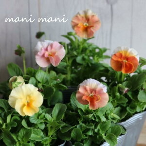 yVizƂIWirIuAWt[v3.5|bg@󏭁@ԕc@񂹐A@[X