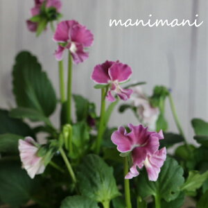 rIusNnv3|bgc@ԕc@Ǌ 񂹐A@[X@Ԓd@rI