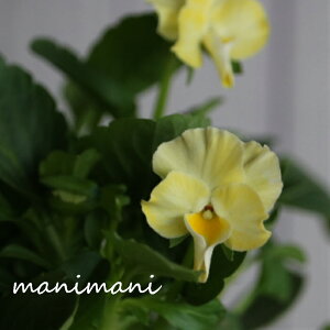 rIuN[ CG[nv3.5|bgc@ԕc@Ǌ 񂹐A@[X@Ԓd@rI