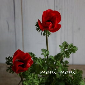 アネモネ ポルト「レッド系」3.5寸ポット苗　花苗　寄せ植え　花壇　宿根草