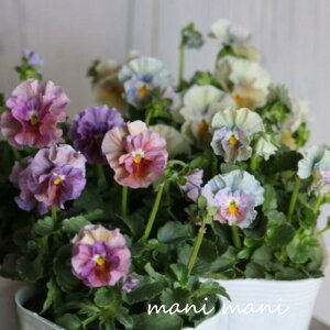 yGC`IVIzt炫rIuACN[v3`3.5|bgc 2024NŐVi ԓa×ːӂ`ދJi@񂹐A@Ԓd@nMO@󏭁@lC