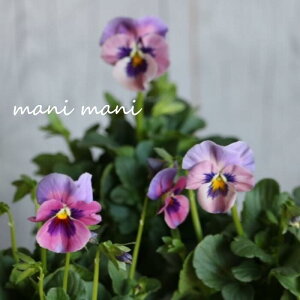 ƂIWirIu͂Ȃ菬v3.5|bgc@󏭁@ԕc@񂹐A@[X@Ԓd