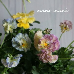 yŐVizj pW[ tFfl[W uN[vm[uv3.5|bgc ԕc@񂹐A@[X@Ԓd@pW[