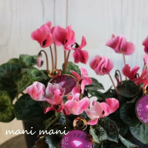 K[f~jVNuJWG[v3|bgc ԕc 񂹐A Ԓd c  NX}X  cxȂ