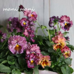 tpW[úv3.5|bgc ԕc@񂹐A@[X@Ԓd@pW[