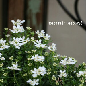 CxXuuC_u[Pv2.5|bgc@̉ԁ@񂹐A@[X