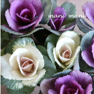 tOufGbgvMIXA@3O|bgc 񂹐A@@NX}X@o炫@[X@n{^@ԕc@c