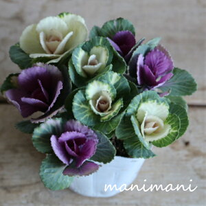 tO@u[Yu[P cCv3.5|bgc 񂹐A@@NX}X@o炫@[X@n{^@ԕc@c