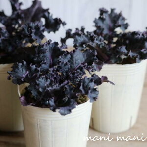 tOuu[bhEF[uv2.5|bgc@| @񂹐A@Ǌ@ԕc@n{^