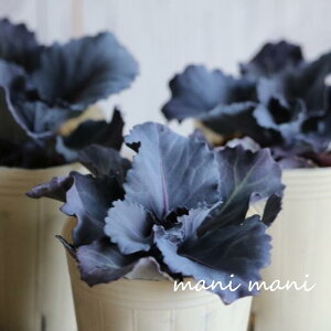 tOuu[bhv2.5|bgc@| @񂹐A@Ǌ@ԕc@n{^