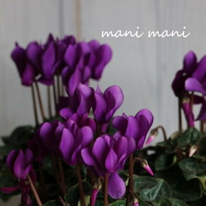 yŐViz~jVNuhSvA^Cv 3d|bgc Zu[ ԕc@񂹐A@Ԓd@c@@NX}X