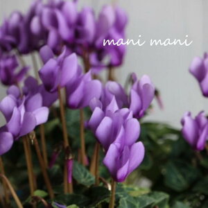 yŐViz~jVNuhSvB^Cv 3d|bgc [u ԕc@񂹐A@Ԓd@c@@NX}X