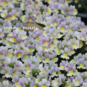 hlVAusNl[hv3`3.5|bgc Â@ԕc@A@񂹐A@c@h