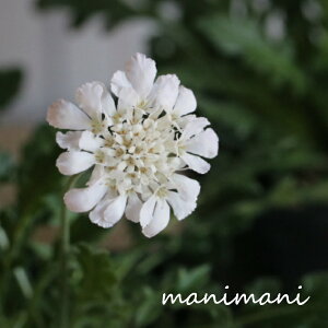 XJrITuƂǂv3`3.5|bgc@ԕc@񂹐A@Ԓd@A