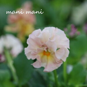 ԓaIWi tpW[uVFuGvA^Cv@sN`Cn 3`3.5|bgc ԕc@Ǌ 񂹐A@[X@Ԓd@pW[ ԓa