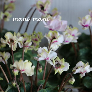 yɏizd炫K[f~jVNuO[eBAv3|bgc@ԕc@񂹐A@Ԓd@c@@NX}X