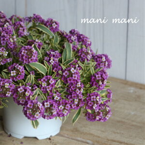 AbTunbs[||v3.5|bgc@񂹐A@A@ԕc@Ԓd