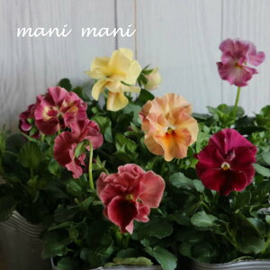 ƂIWipW[ut}{[v3.5|bg@󏭁@ԕc@񂹐A@[X