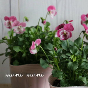 ƂIWirIuXC[guv3.5|bgc@󏭁@ԕc@񂹐A@[X