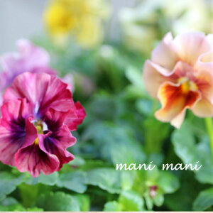 ƂIWirI@uLfB[EF[uv@3.5|bg@󏭁@@ԕc@񂹐A@[X